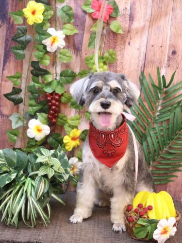 20230824パピコくん